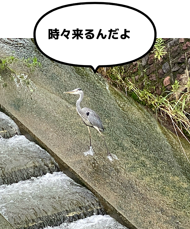 ミロの散歩中見かけ思わず撮りました
