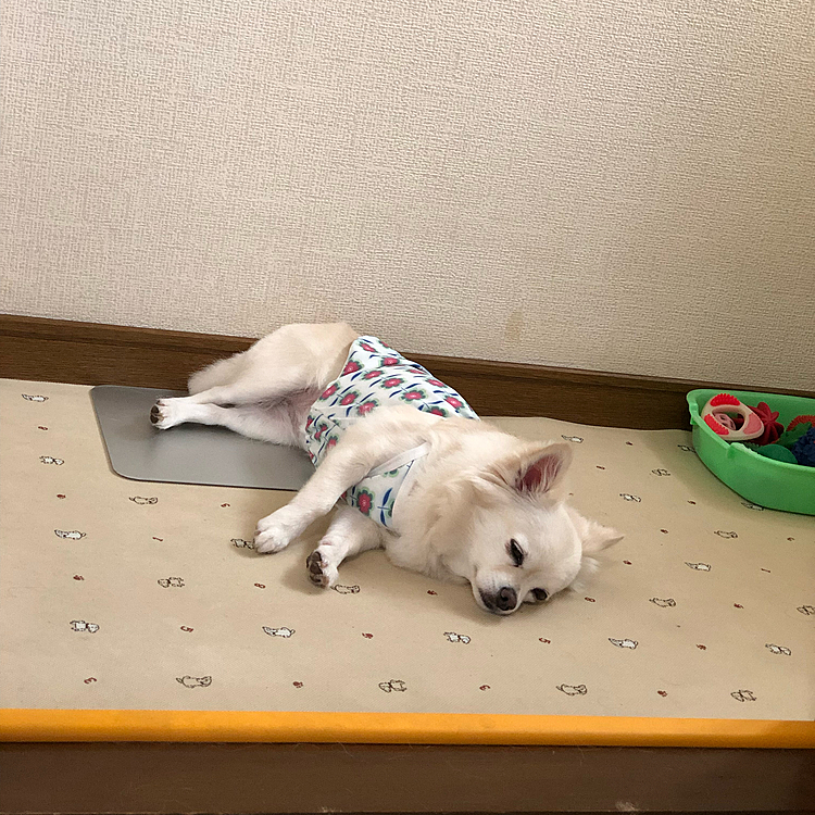 今朝も元気いっぱいお散歩してきました🎵🐶
お友達にも会えて嬉しかったね✨
久しぶりにポンちゃんにも会えたね💕