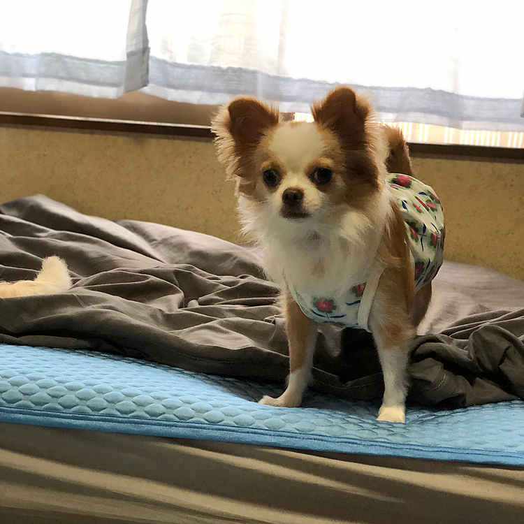 小春はお家でボールやオモチャでワチャワチャ遊んでたね🎵🐶
あっちへダダダ〜💨
こっちへダダダ〜💨
ご飯もしっかり完食したし、ゆっくり寝てて😂

午後から2回目のワクチン接種💉です😅
念のため月曜日は有給とったけど…
発熱しませんように🙏
平熱が低いので、ちょっとした発熱でもフゥフゥ🥵なるんですよね〜😅
とりあえず、午前中に用事を済まさなきゃ💦
小春のダイエットフード探しに行ってきます🚗😂