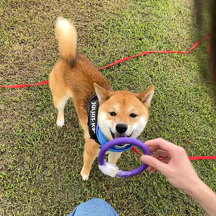 プラーの練習も頑張りました😄
おやつをつけてるので追いかけるけど、まだ持って来てはくれません😅