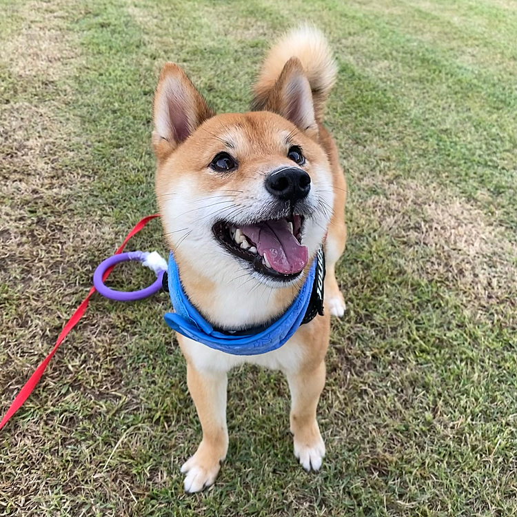 プラーそっちのけでおやつをねだります💦