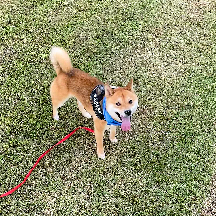 外で思いっきり走る櫂を見て幸せな気持ちになりました😌
来月4歳になるけど、まだまだ走ろうね💨