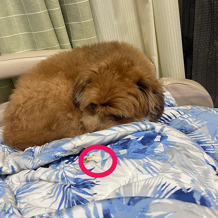持ってきたおやつが気に入らずすねて睨むほくとくん😅
そのおやつチョイスしたのはあなたでしょーに😤
