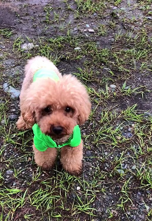 続いて飼主の余り物での「焼きカレー」
レトルトカレーにチーズ載せて炙りを入れるとサイコー✌️