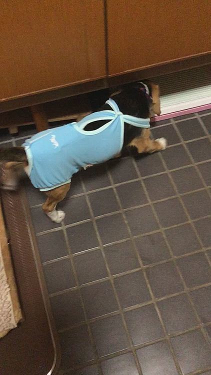 今回は切っただけ😣⤵️
夜にはご飯🍚少し食べて、静かに寝てくれた🐶🧢💤☺️