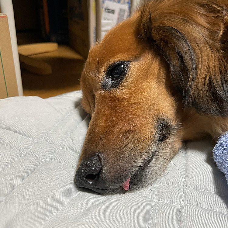 気持ちよく寝てるかな～❓って顔みたら…目開いてるし👀舌チョロ👅だし😅