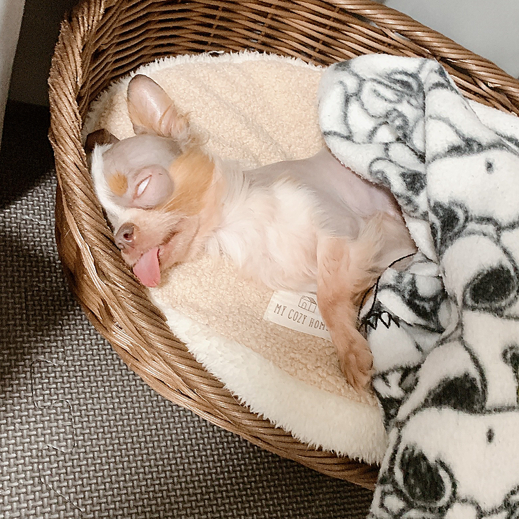 爆睡😪💤