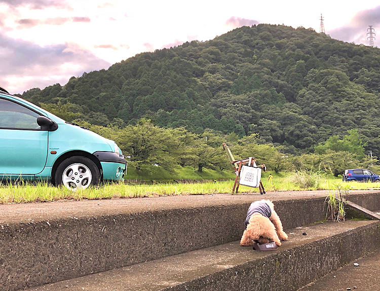 今朝も誰も取らないのに必死で食ってます！

珍しく奥にでっかいワンワン連れてこられてますが、マルは全く無視