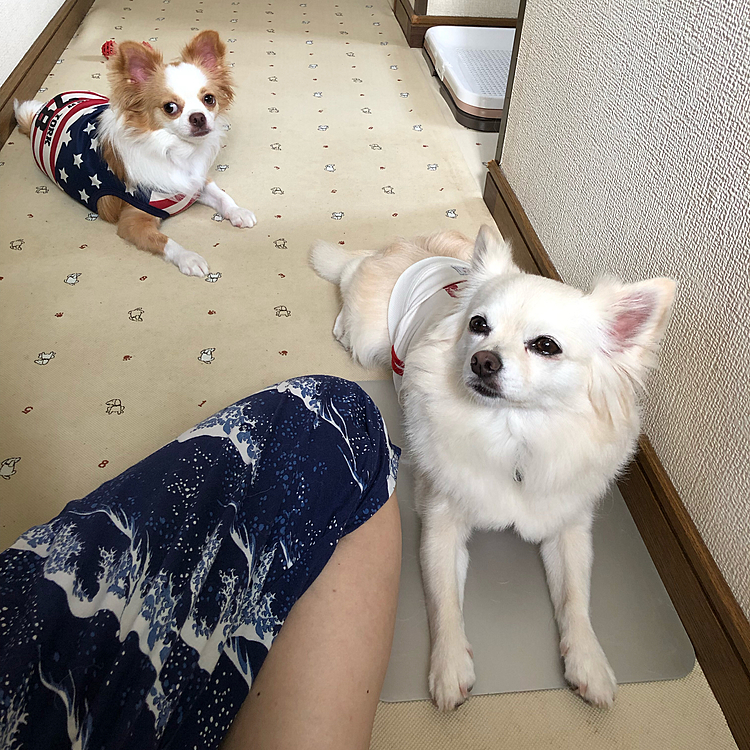 おはようございます🌥
今朝も暑くなくて、快適にお散歩できました🎵