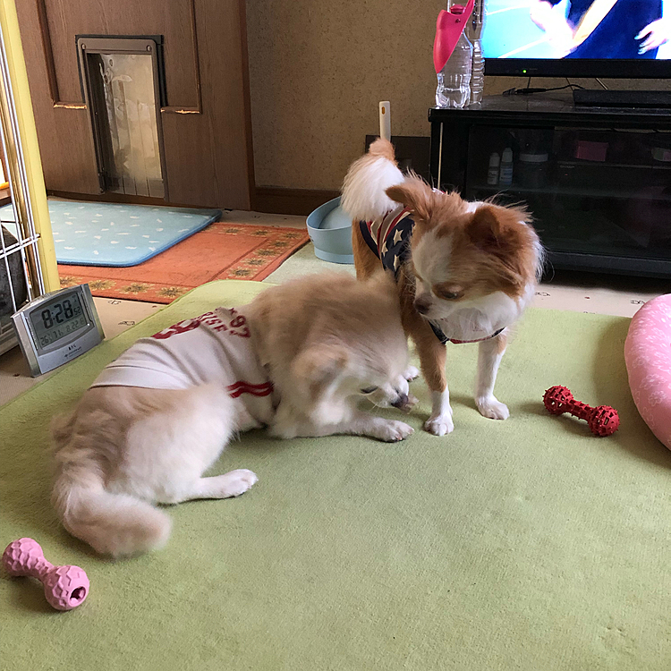 少しずつ圧をかけてます😂
