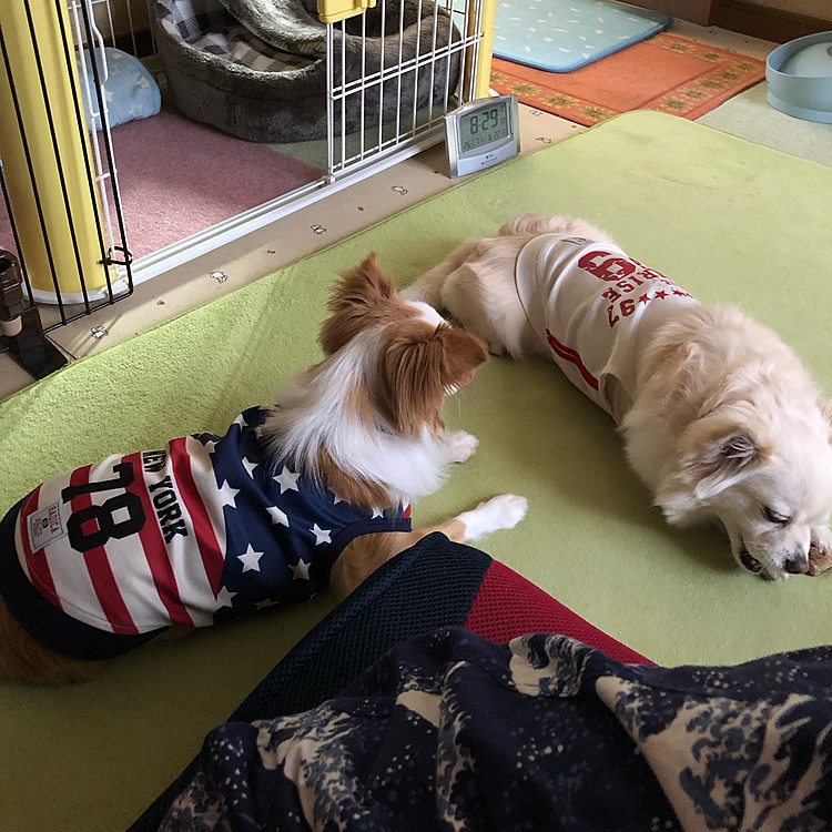 どうしても貸してもらえなくて
ガン見👀
別の鹿の角もあるのになぁ🤣

昨日にワクチン2回目に行ってきました💉
今のところ、腕はパンパンで腫れて痛いけど
副反応らしきもの(発熱等)はナシ👍
若くないってことかしら🤣

