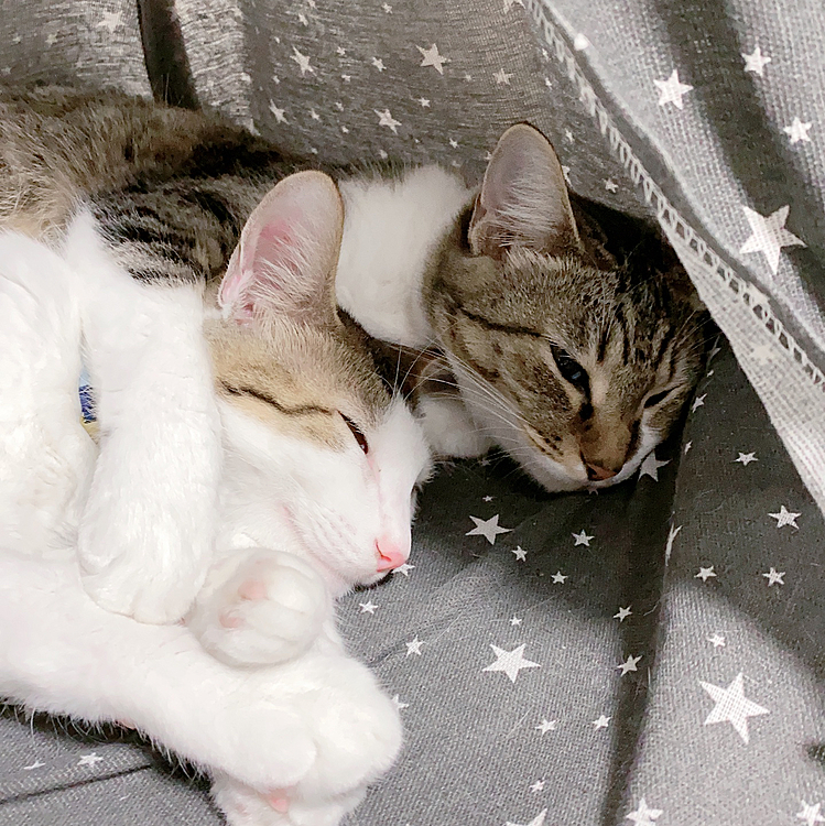 この子達をお迎えしてちょうど1年が経ちました‼️

うちの子になってくれてありがとう😘これからも元気に楽しく一緒にいようね😊