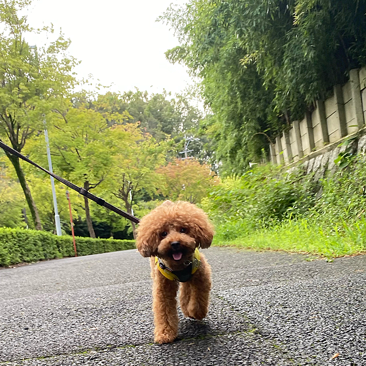 日曜日
今日は7時頃から近くの広場までお散歩🐾