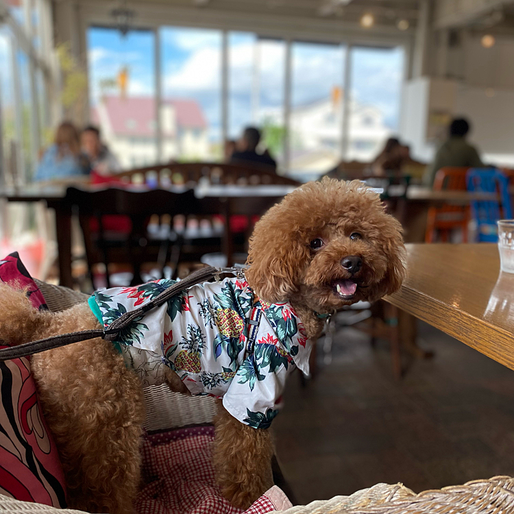 行く所も無いのでドッグカフェにランチ🍽
ご機嫌君です🐶
