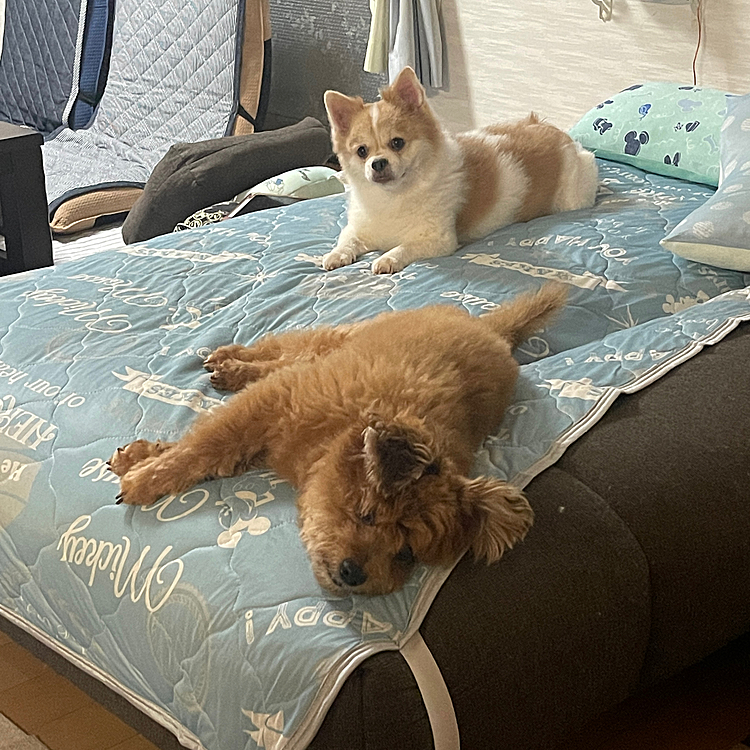 ぼちぼちお休み　　ほくとは電池切れ
やまとはまだぱっちり