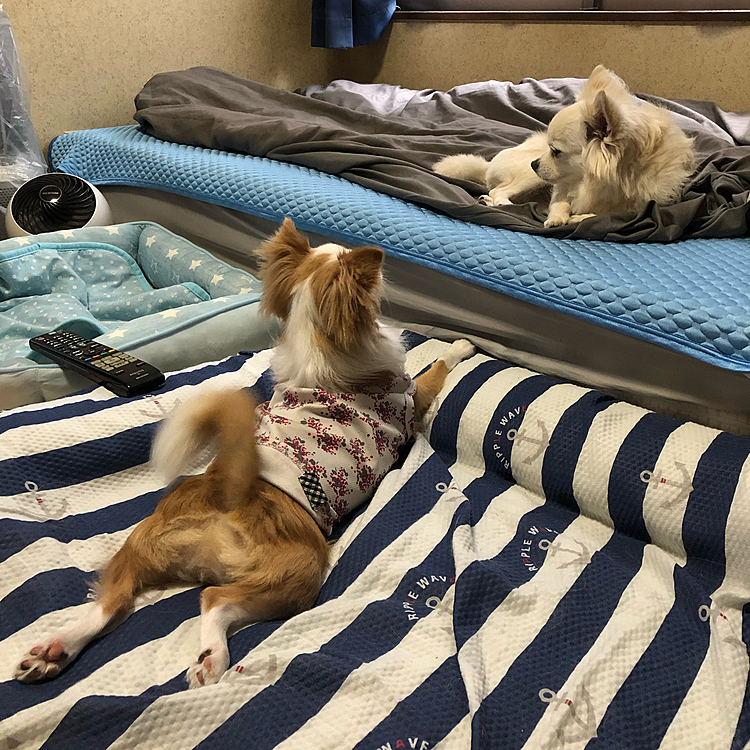 おはようございます☀
今日はワクチン副反応が出たらあかんので
念のため有給でお休みです😁
土曜日、ワクチン2回目💉をして
日曜日、徐々に副反応が出てきました💦
月曜日、ゆっくり寝たおかげで治りました👍

小雪はお散歩後、眠いのに小春にカラまれてます🤣
