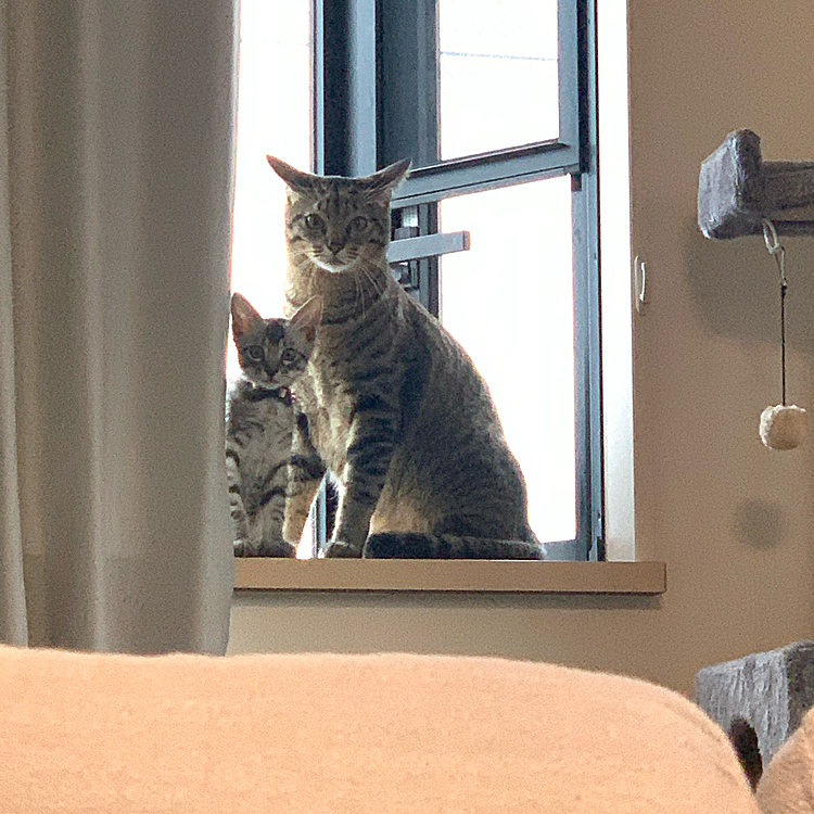 ちぃとべびの飼い主の投稿