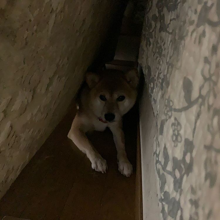 えーーん💦    ( ˊ•̥  ̯ •̥`)