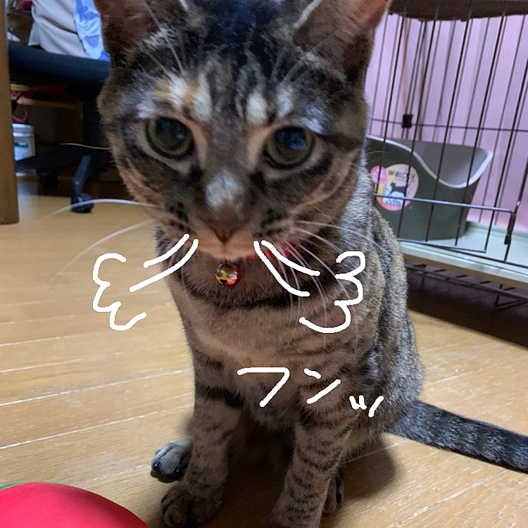 やってやったぜっ(*｀ω´*)ฅ