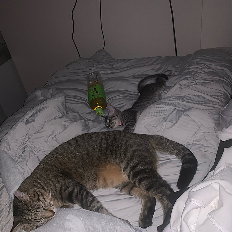 おやすみ💤