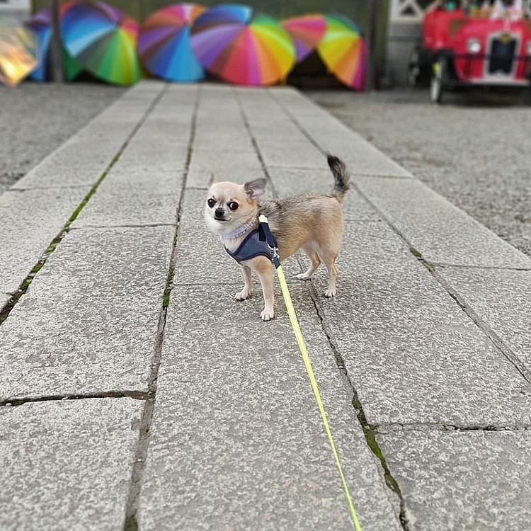 こんばんは🌙昨日は、トリミングデーでした🐶🛁帰りにアンブレラの神社へ寄って写真スポットでパチリ📸