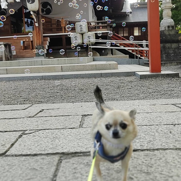 シャボン玉もたくさん出てきたね😅pocoは、少し怖かったみたいでした😆