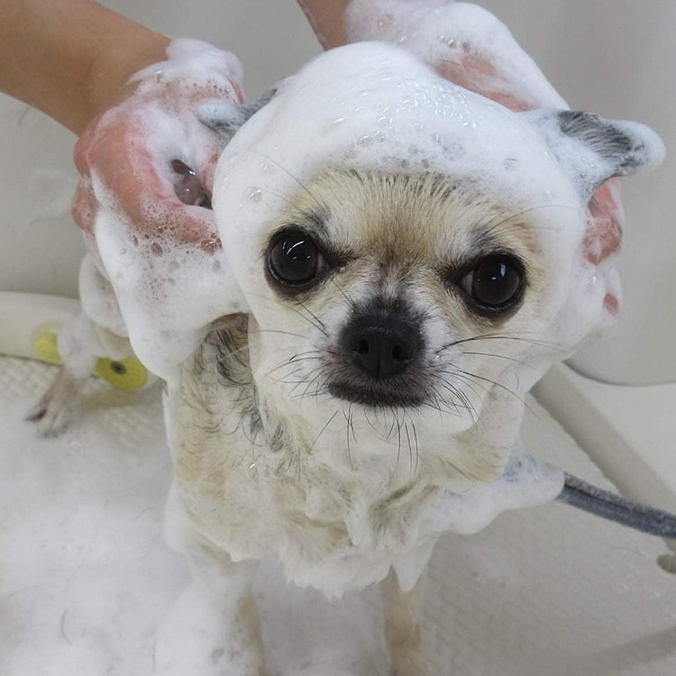 アワアワになって気持ちよさそー✨良かったねpoco😃