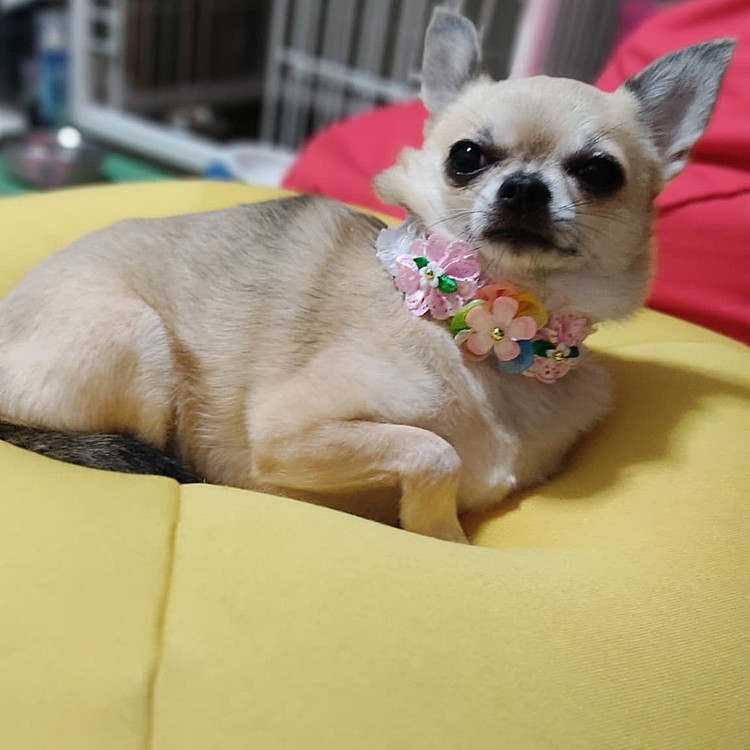 トリミングで✿のシシュ付けてもらいました😃
このあととても満足そうなお顔で寝てました😁🎶