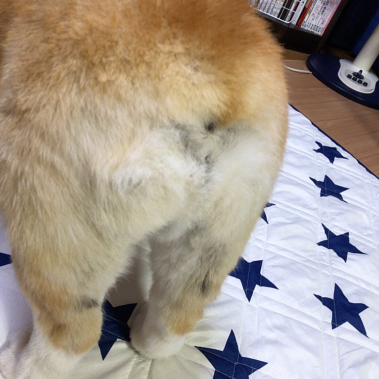 ねっ？
これから美尻目指そう♥️
いつからか出てきて、いつのまにか無くなるって事あるのかな💦
毛変わりで！謎。。🌀