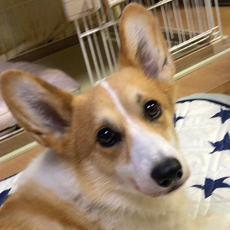 なに？文句ある？
いえ、ありまへん💦
またいつか出てくるのかな😃
私的にはあまり見た目嫌だったけど。。
あのツムジが可愛いって言ってくれた皆様💦
なくなりました💦
