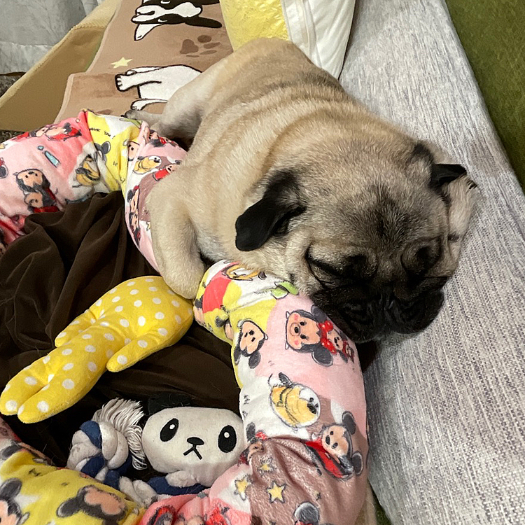 ししまる爆睡中💤