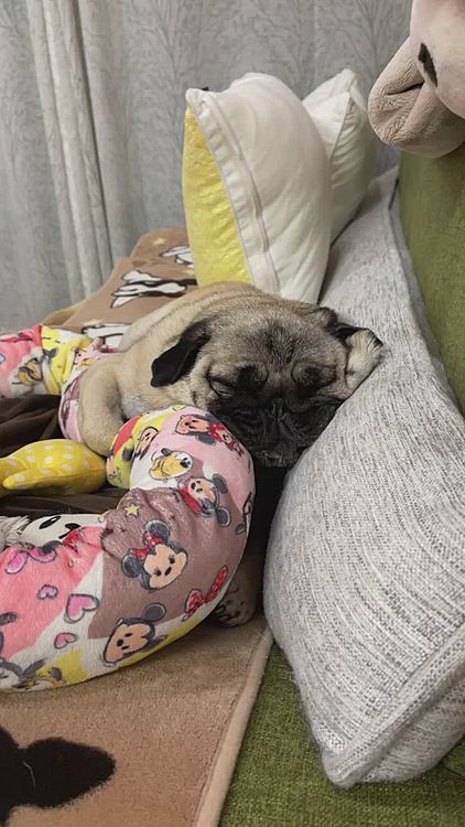 ベッドから外れて爆睡中💤
イビキ💤音声注意🤣