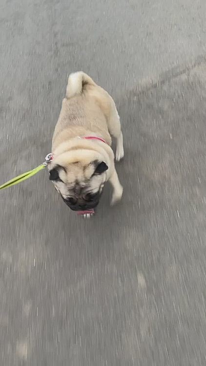 とうちゃんワクチン2回目接種💉
副反応にビビって短めの夕散歩🐶