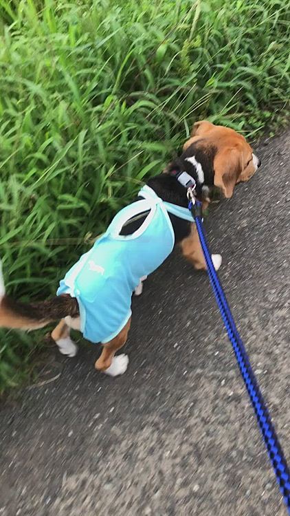 次の日の朝は元気にお散歩🐶🧢🐾🐾
