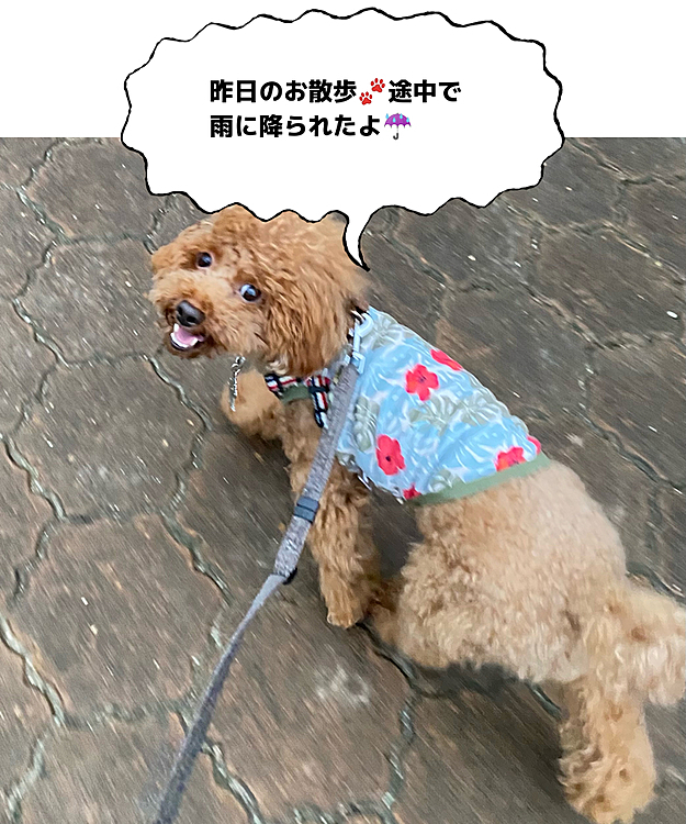 ハッピーは寝室で私達のベッドの上で一緒に寝ています😪
今朝寝室からリビングへ行こうと思ったら寝室に置いてあるトイレに💩💦
ハッピーをリビングに連れて行き私は片付けをしていました。
結構な量の少し緩めの💩と追加でしたであろうトイレ脇のカーペット上にはかなり緩めの💩がありました。
片付け終わりリビングに行こうとしたらパパさんの手にはまたもやハッピーの💩かなり緩かったとの事。
お腹の調子が悪いんだと思いながら私は朝食の準備をしていました🥗🍞
