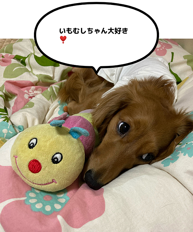 お気に入りのいもむしの
おもちゃ😂💕