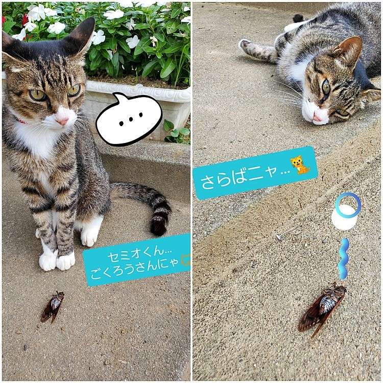 また、夏のアイツが、その役目を全うしました…
夏が終わるねぇ…🌻
トラさんがお見送りしました👼