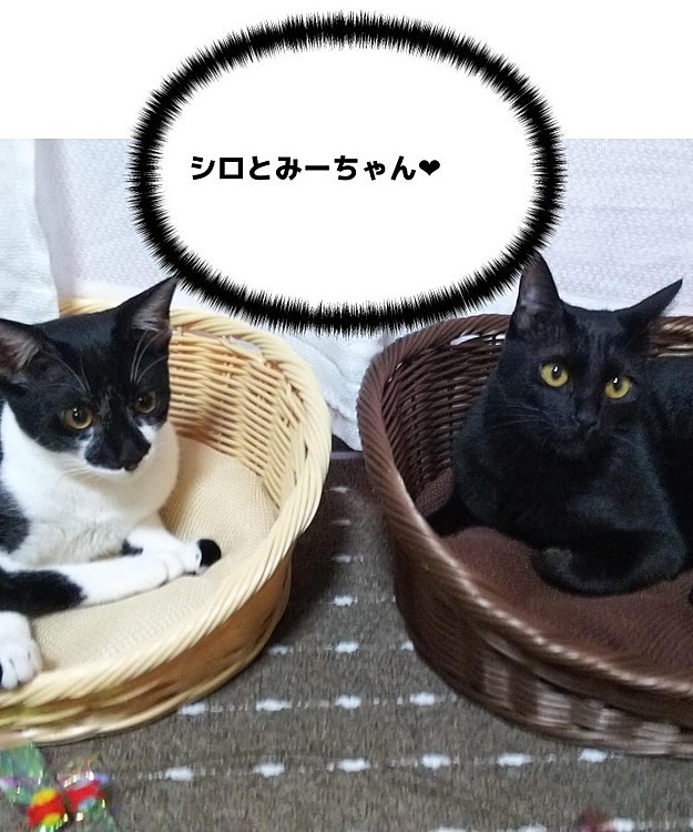 ソラミの投稿