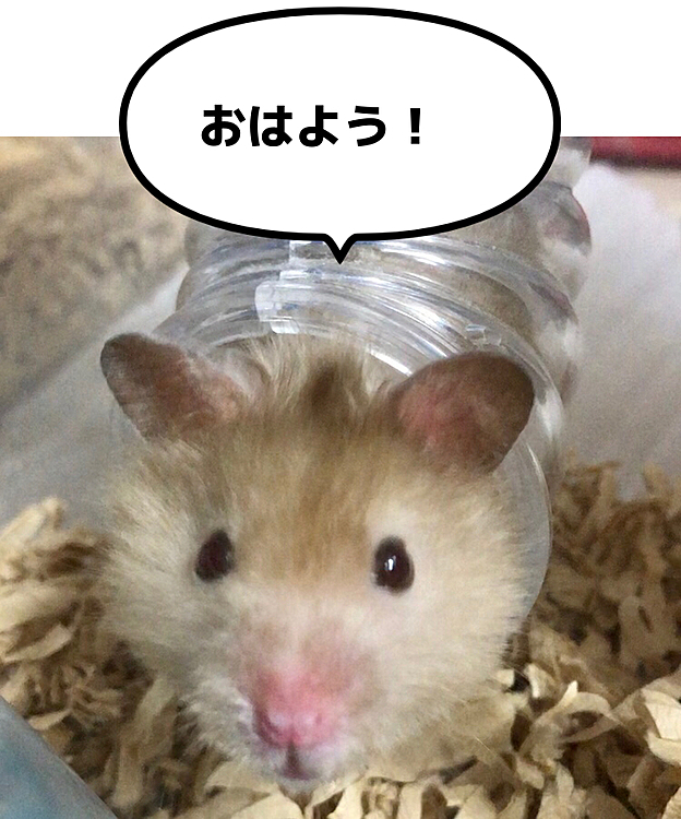 MISUZUの投稿