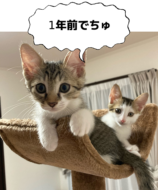 1年前と現在の写真です😄
あっという間に大きく成長してくれました😊
これからもずっと元気でいてね🤍