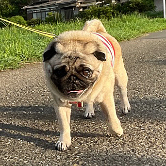 蒸し暑い中、一家で朝んぽ☀️
ししまる今日も元気です🐶