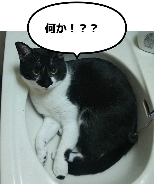 先週のある朝‥
目覚めると　いつも通り
みーちゃんは、私の足元で寝てたのですが‥
シロが居なく
行きそうな押し入れの中や色々
探してみたのですが‥見当たらず
また、ひょこっと出てくるか
なんて思いながら　洗面所に行くと‥
すっぽり！！！（笑）
新たな　お気に入り場所　見つけたようです❤
