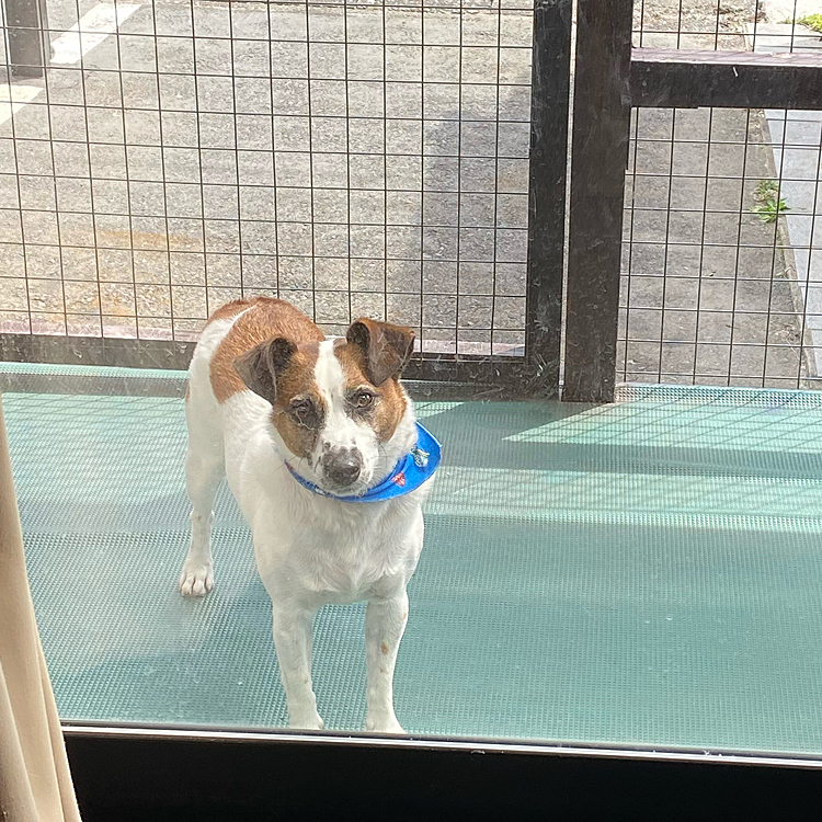 洗濯寄せに一緒に外でたら、中にはいろうとしません
