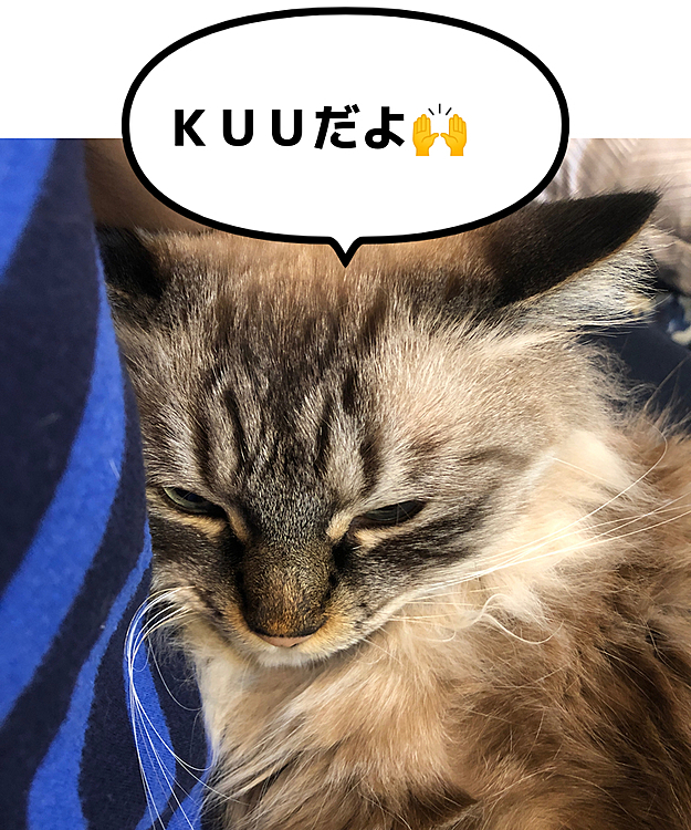 たまに甘えん坊のＫＵＵです🐱

スリスリ好き🎶
基本的に我が家の男の子は甘えん坊な気がしますが笑

よろしくお願いします😁✨
