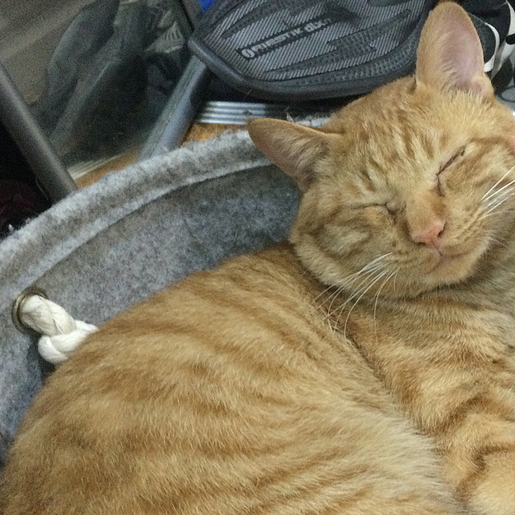 くうちゃんですよろしくお願いします