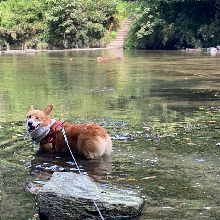 今日は嵐山渓谷で水遊びです。ここでも暑いです〜。