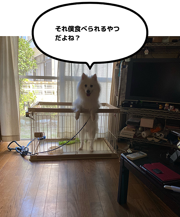 朝食中ガン見してきます😅
あげましたけど