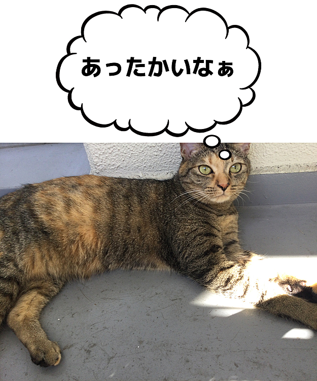 日向ぼっこ大好きです♪