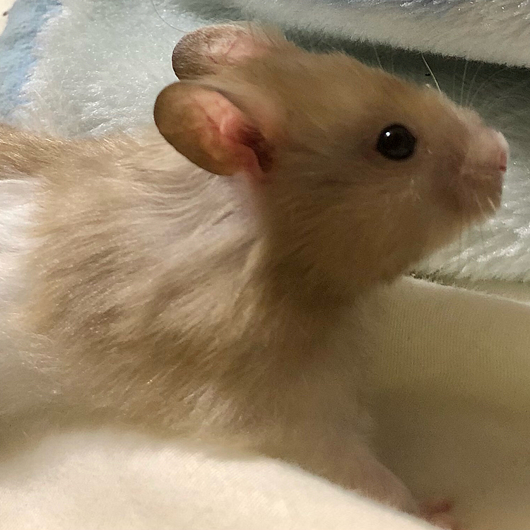 子ウサギ風🐹