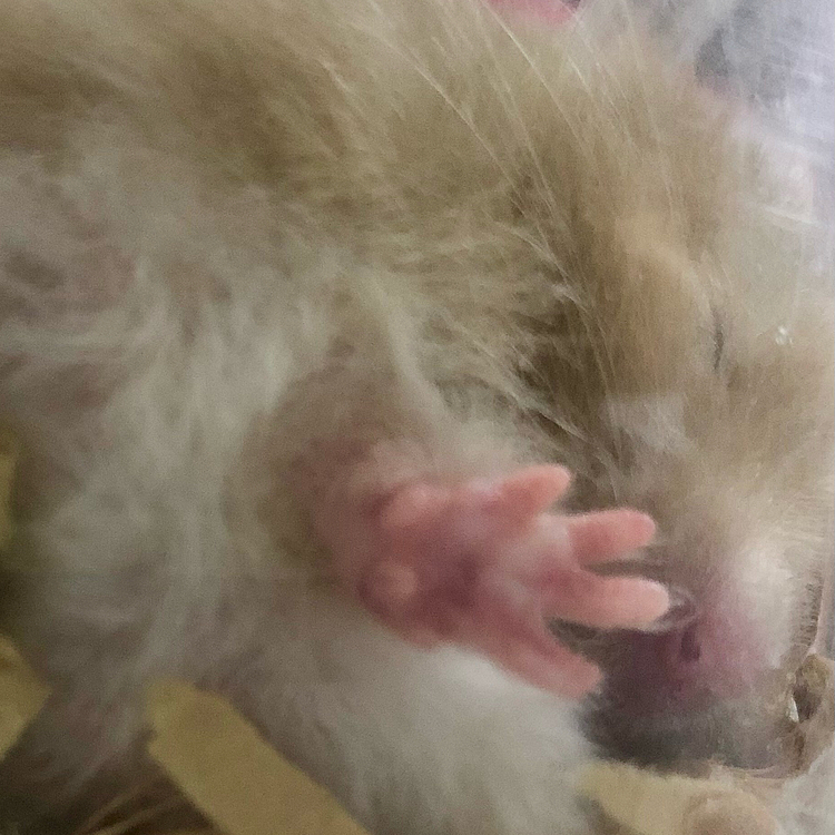 🐹の肉球